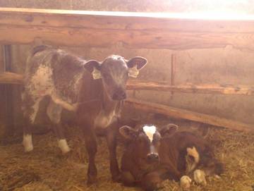 Ferienwohnung für 5 Personen in Wildermieming, Tiroler Oberland, Bild 4