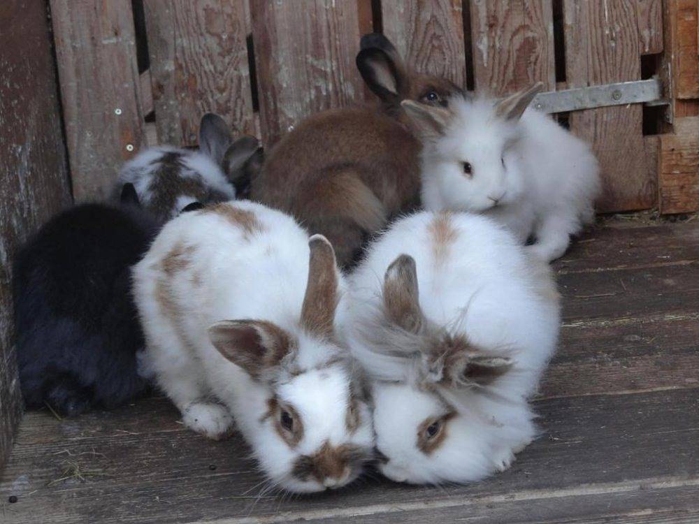 Beim Haxenwirt - 1 in Immenstadt, Bayerisch Schwaben