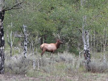 Vacation House for 8 Guests in Moose Wilson Road, Jackson Hole, Picture 2