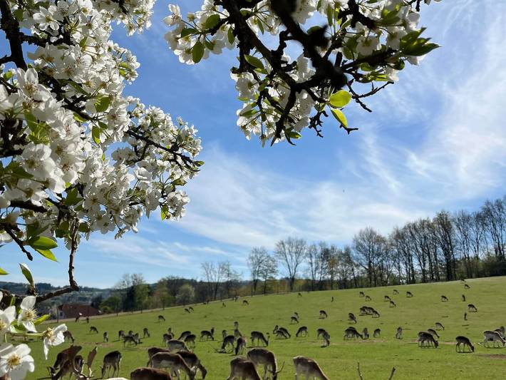 Ferienwohnung für 2 Personen, mit Balkon, kinderfreundlich in Wadern - 2