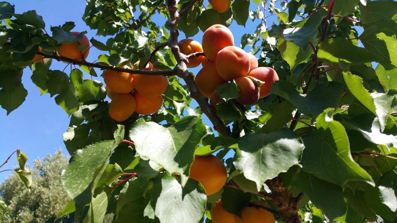 I Gerani in Vieste, Gargano