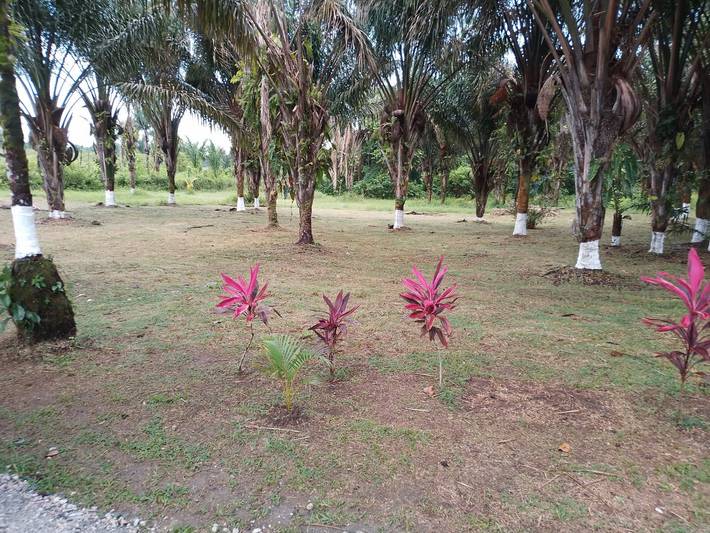 Gîte pour 4 personnes, avec jardin dans Guyane française - 3