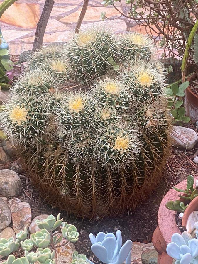 Location de vacances pour 4 personnes, avec jardin ainsi que vue et piscine à Saint-Raphaël - 3