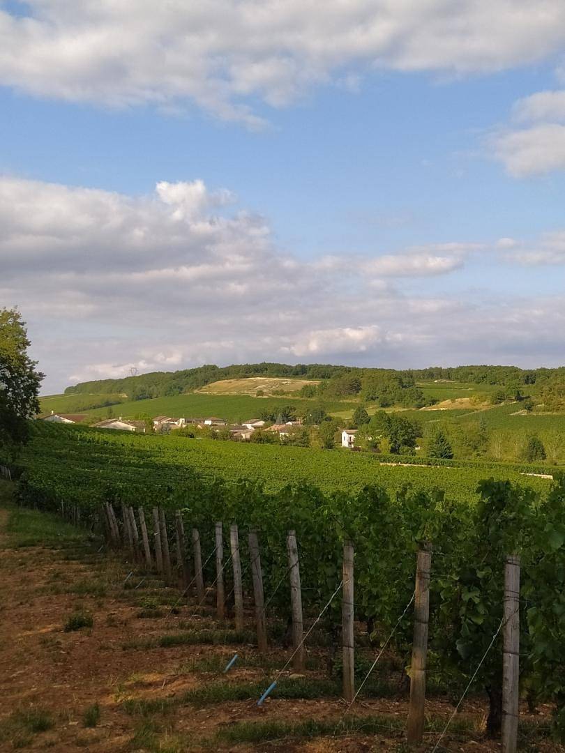 Côté Cour in Chardonnay (Mâcon), Mâcon region