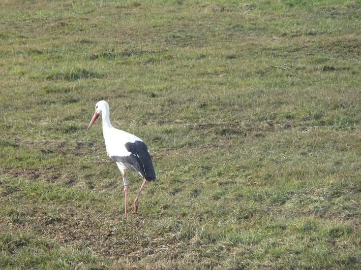 Gîte pour 4 personnes, avec terrasse et vue, animaux acceptés à Marlenheim - 2
