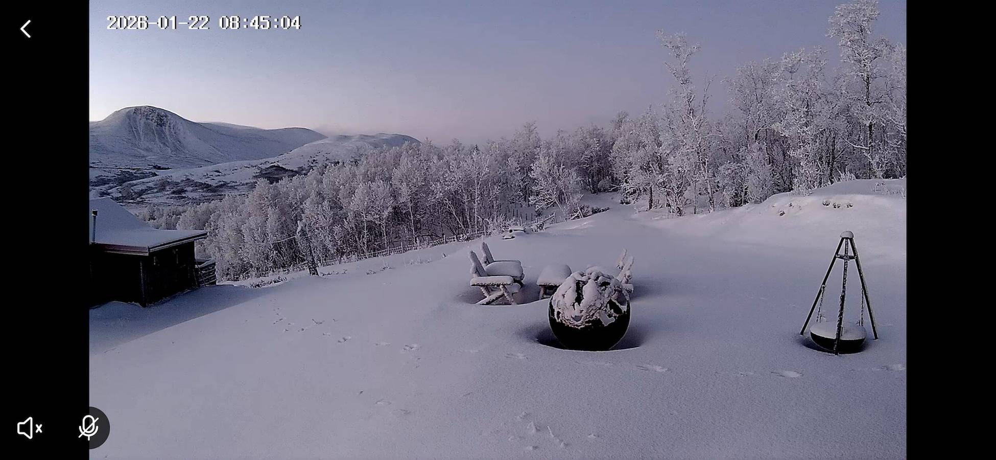 Lebe im Reich der Moschusochsen auf Dovrefjell in Dovre