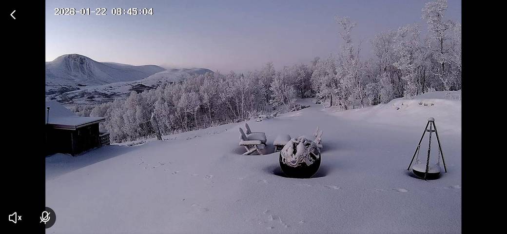 Lebe im Reich der Moschusochsen auf Dovrefjell in Dovre