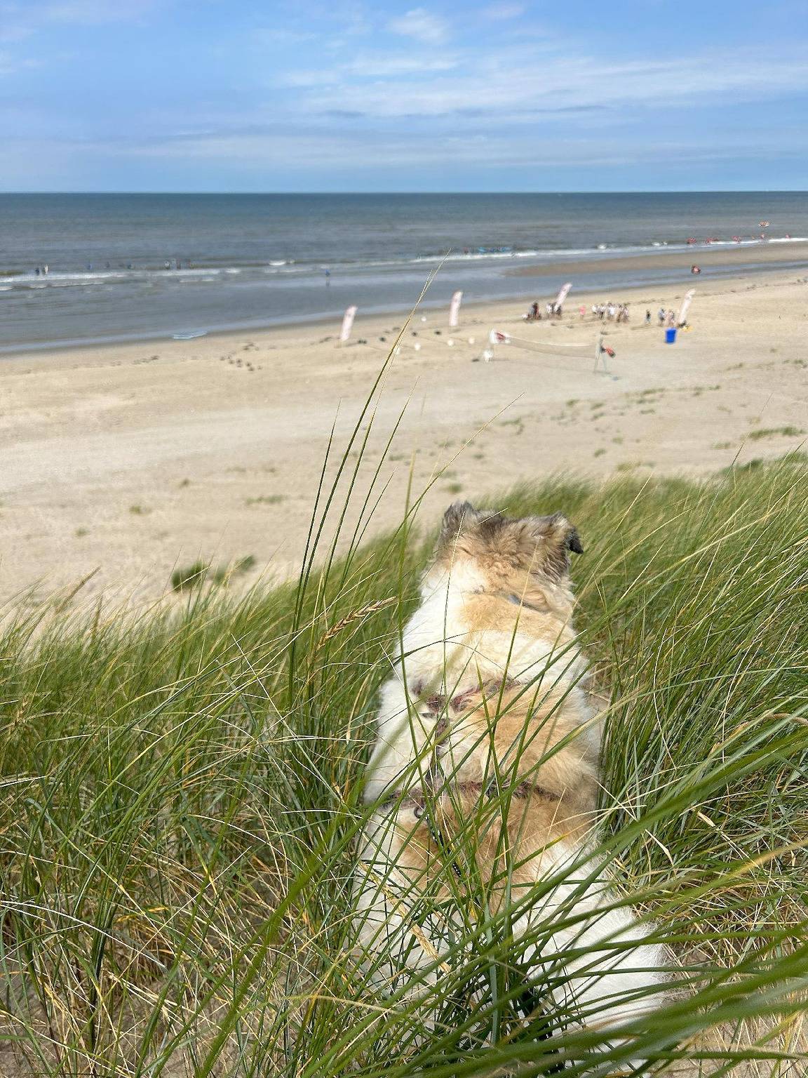Holiday home with maritime flair and private garden in Noord-Holland - Kust van de Noordzee