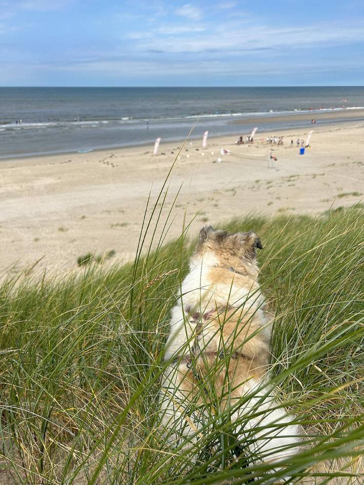 Vakantiehuis voor 5 personen, met tuin en terras, met huisdier in Warmenhuizen