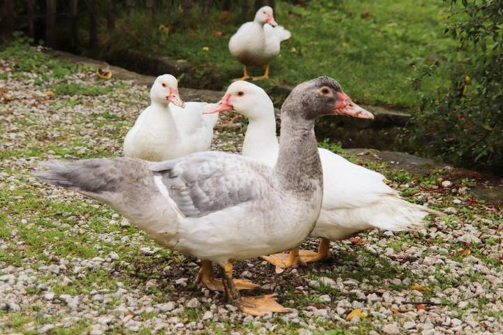 Location de vacances pour 3 personnes, avec jardin et vue à Saint-Amans-Soult - 3