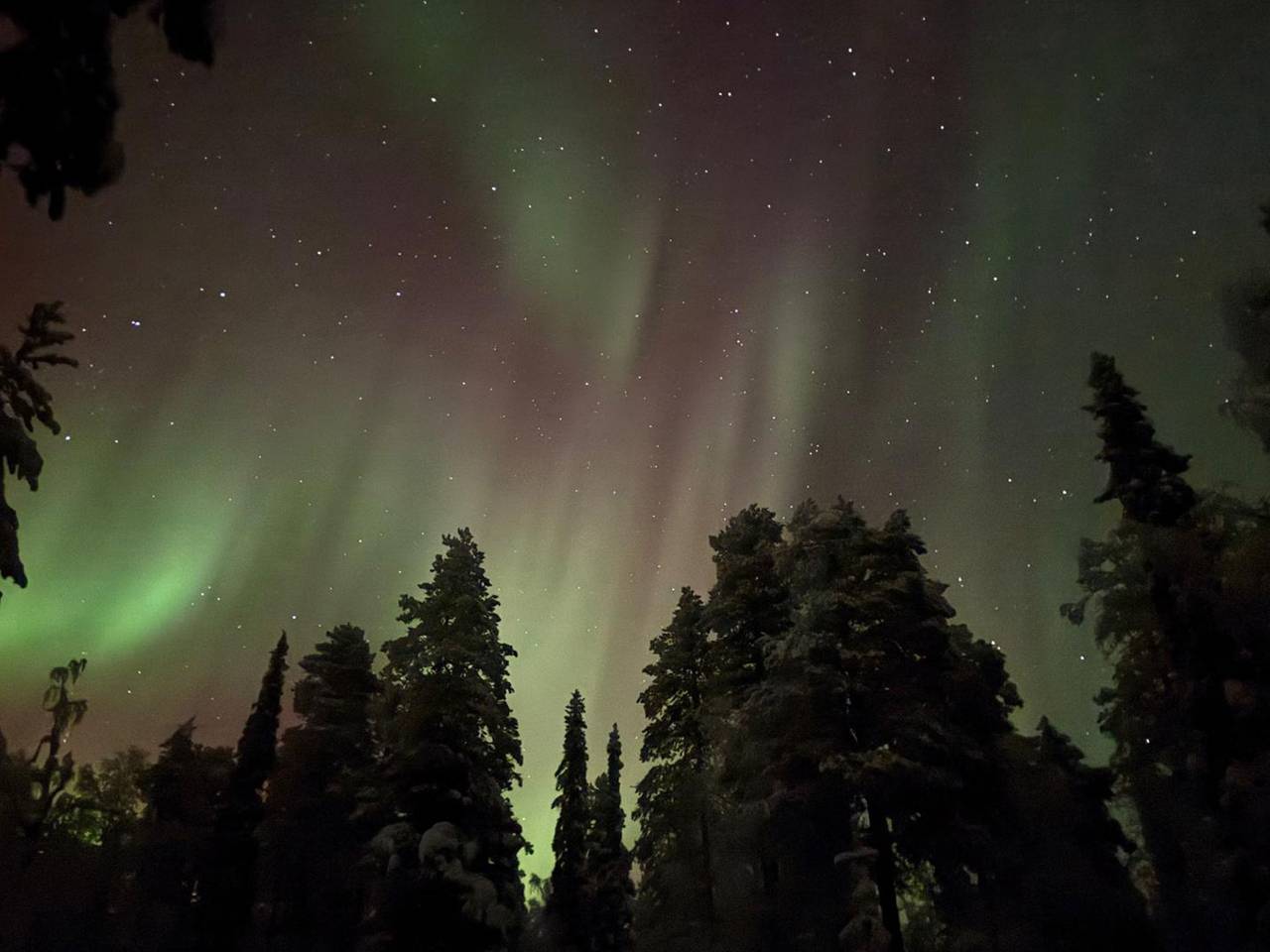 Tervakko in Lappland