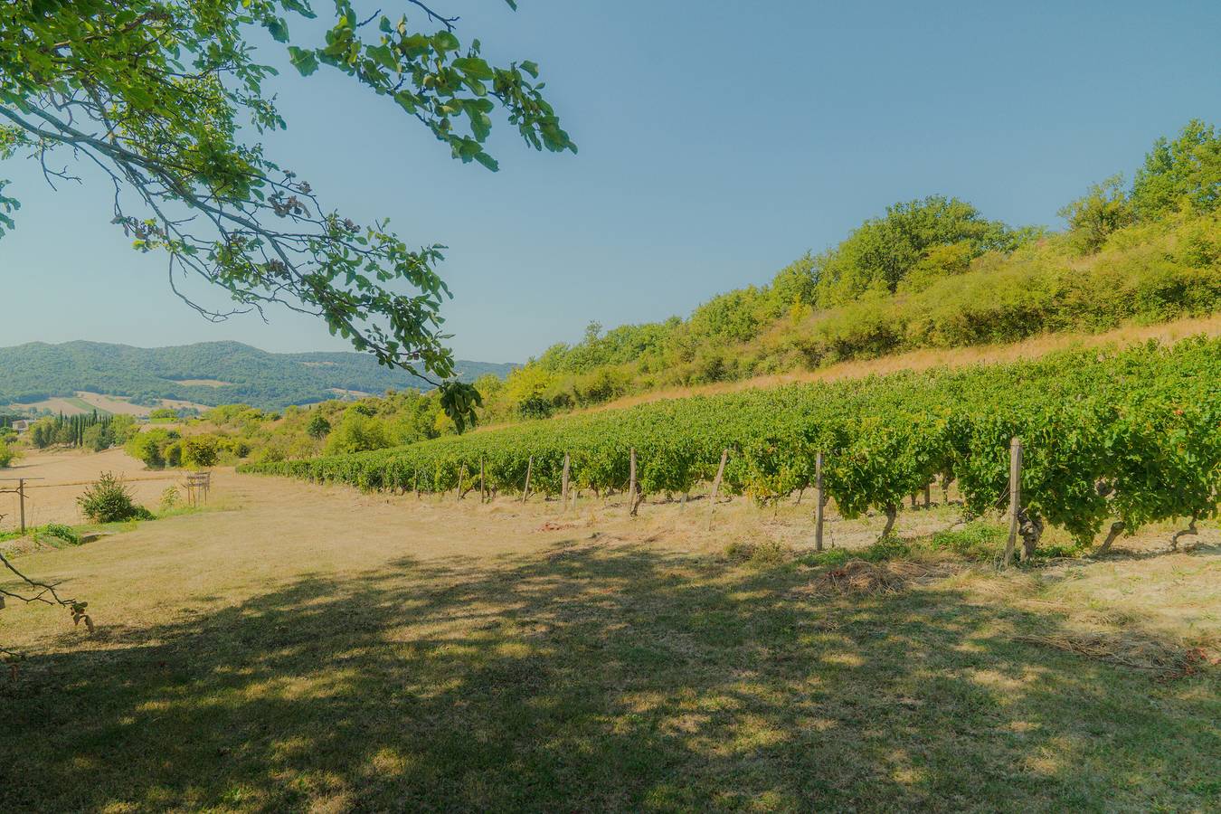 Le Saule - Les Gîtes du Bruchet in Mirabel-et-Blacons, Die region