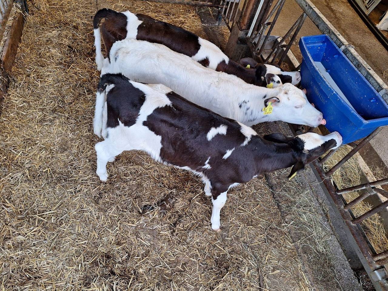 Ganze Ferienwohnung, Hof Meinert - Ferienwohnung in Kollmar, Kreis Steinburg