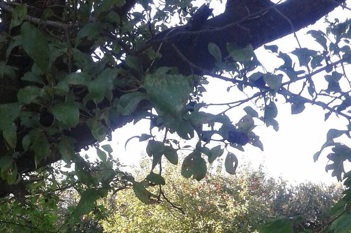 Maison de vacances pour 3 personnes, avec jardin - 1