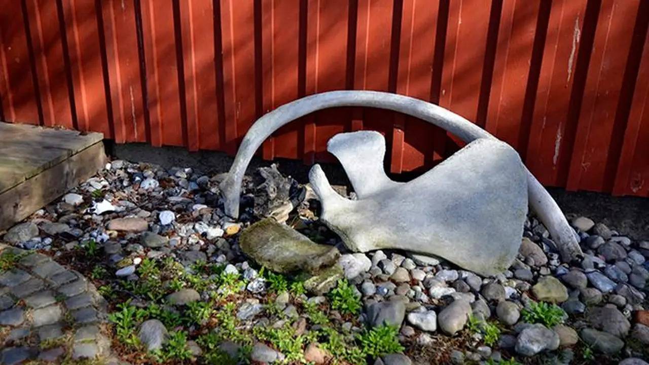 Ganze Ferienwohnung, Ferienwohnung für 3 Personen (30 m²) in Insel Hiddensee in Hiddensee, Vorpommern-Rügen