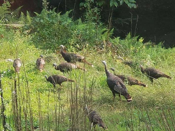 Ferienhaus für 8 Personen, mit Garten - 1