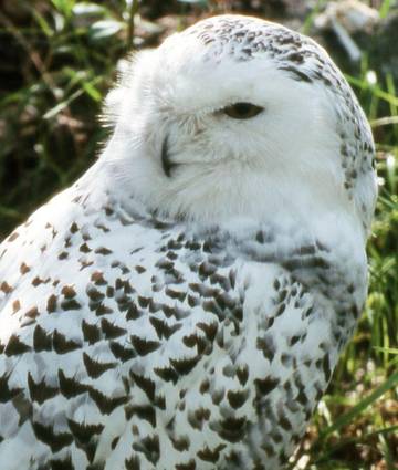 Gîte pour 4 personnes à Serracapriola