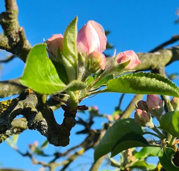 Ferienwohnung für 2 Personen, mit Terrasse und Garten in Neunkirchen-Seelscheid - 4