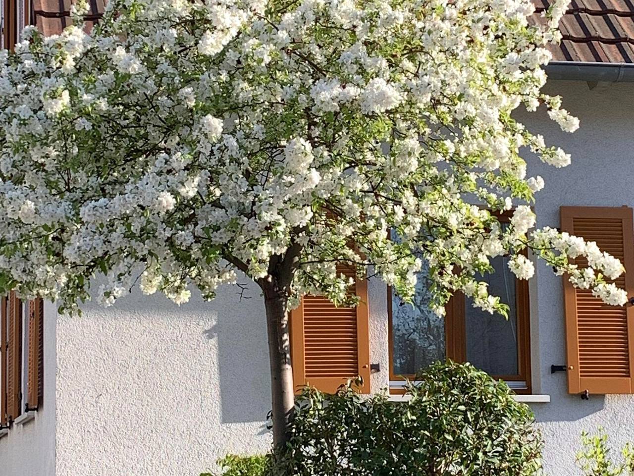 Ganze Ferienwohnung, Ferienwohnung Palatina - Ferienwohnung Palatina in Dudenhofen, Rheinebene