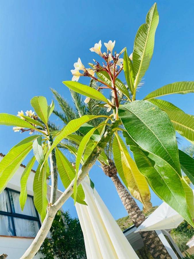 Finca Mil Estrellas in Alhaurín el Grande, Provincia de Málaga