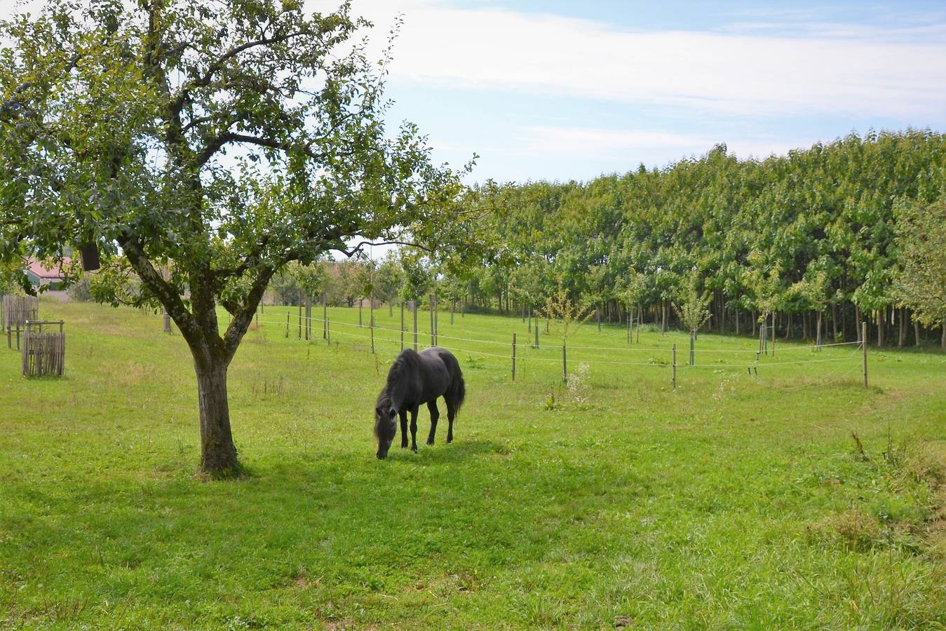 Ganze Ferienwohnung, Landhof Schielin - Ferienwohnung Paulownia, 43qm, max. 2 Personen in Lindau, Bayerisch Schwaben