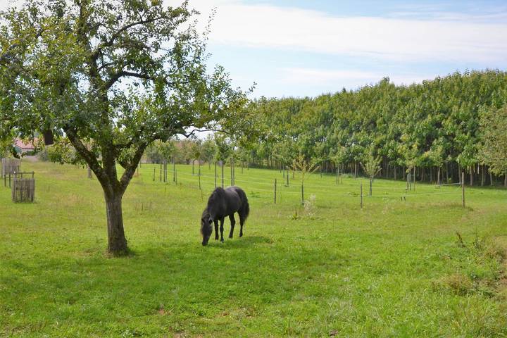 Gîte pour 2 personnes, avec jardin à Lindau - 3