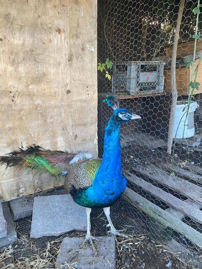 Maison d’hôte pour 5 personnes, avec vue et jardin, adapté aux familles à Castellammare di Stabia - 3