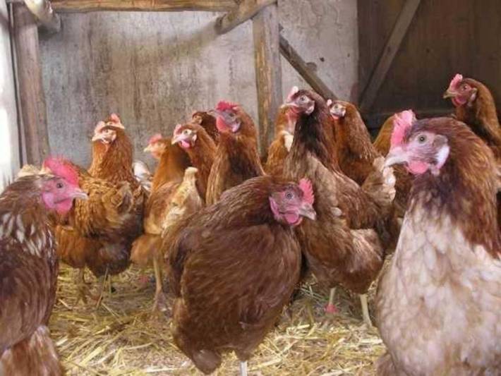 Ferienhaus für 4 Personen, mit Garten in Vöhl - 2