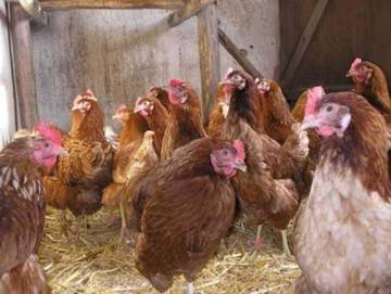 Bauernhof für 4 Personen in Vöhl, Waldecker Land, Bild 1