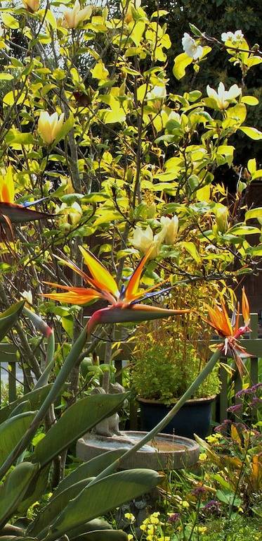 \"Secret Garden Beach House\" Haustiere Hot Tub in Capitola, Santa Cruz County