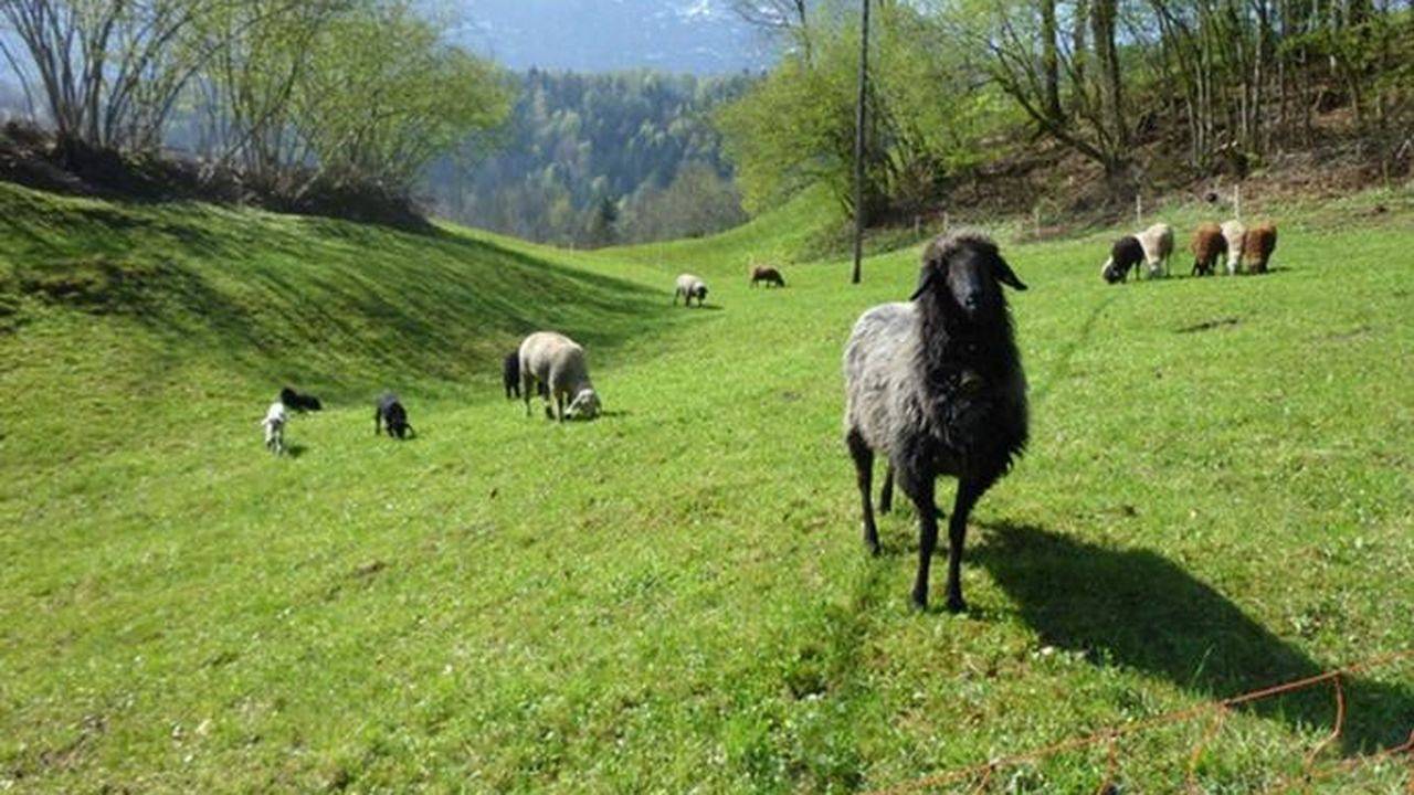 Ganze Ferienwohnung, Ferienwohnung für 4 Personen (40 m²) in Bizau in Bizau, Bregenzerwald