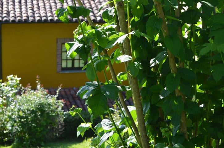 Casa rural para 6 personas, con jardín y vistas en Cangas de Onís - 4