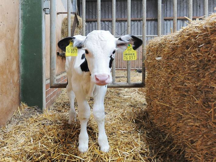 Bauernhaus für 6 Personen, mit Garten und Terrasse in Landkreis Wittmund - 4