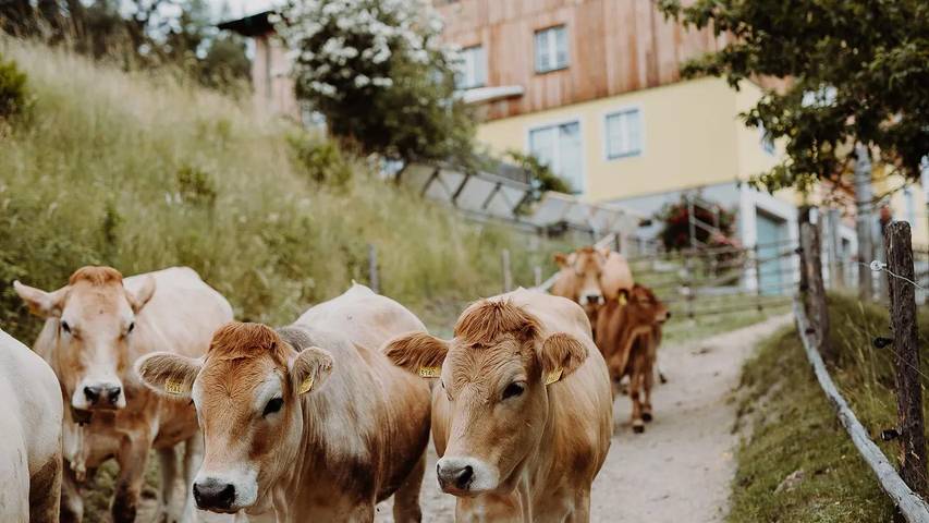 Ferienwohnung für 4 Personen in Hochsteiermark - 3