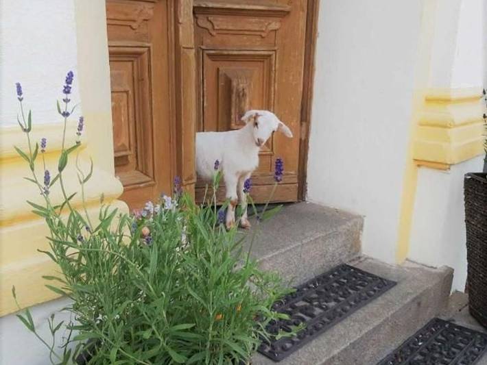 Ferienwohnung für 2 Personen, mit Garten in Lübbenau - 3