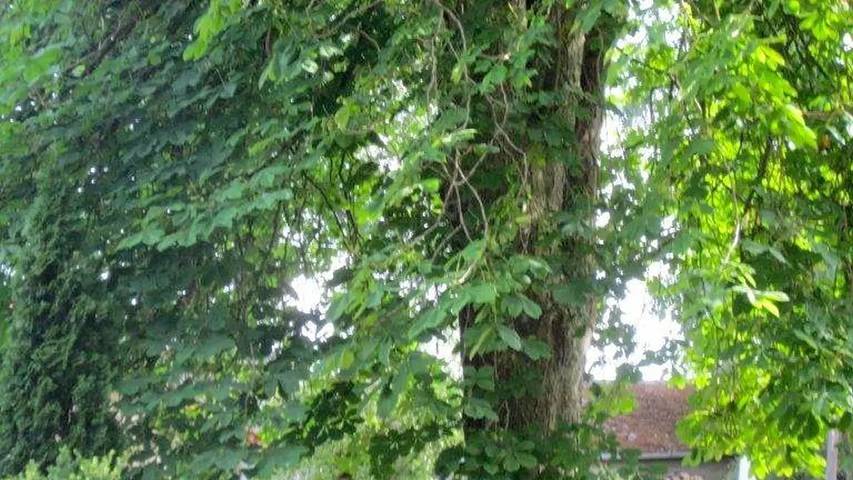 Ferienwohnung für 4 Personen, mit Garten in Landkreis Heidekreis - 2