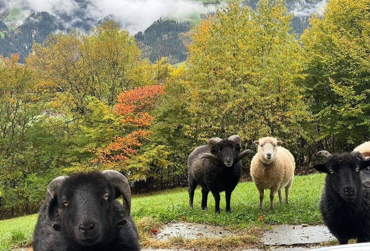 Traumurlaub im Zillertal Bergchalet Klausner Edelweiß  by Fewo-Plan in Ramsau im Zillertal, Zillertaler Alpen