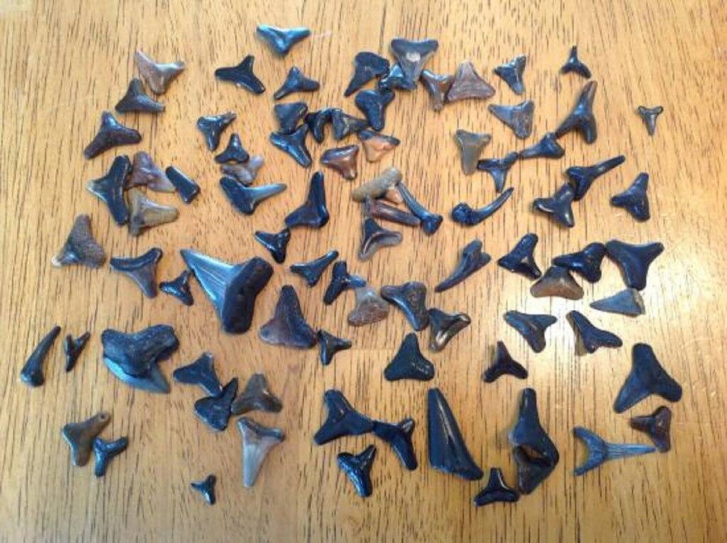 Nur 60 Schritte Zum Privatstrand! Manasota Key Beach Cottage Privathaus! in Manasota Key, Charlotte County