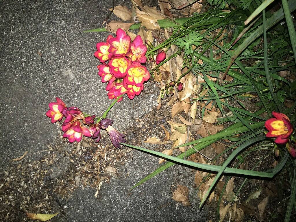 Separates Hauptschlafzimmer mit Privatsphäre in Pleasanton, Alameda County