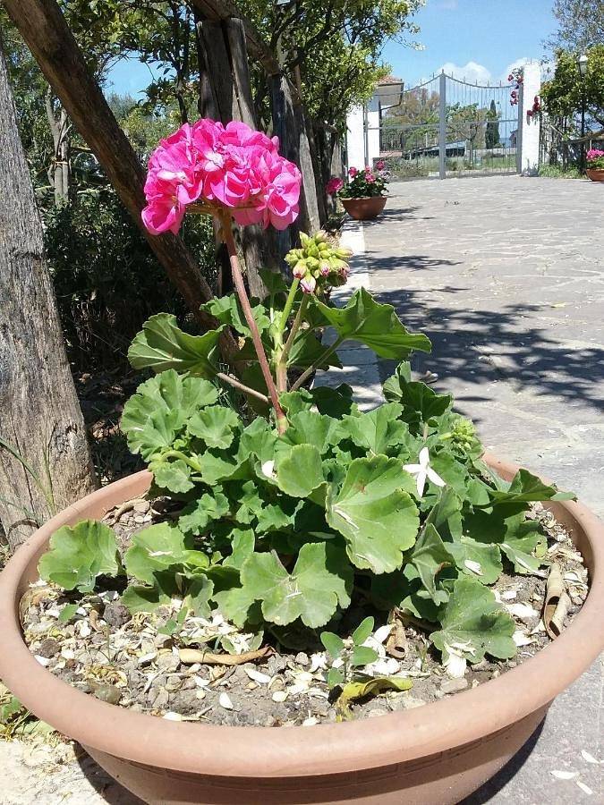 Quadruple Room in Altavilla Silentina, Cilento