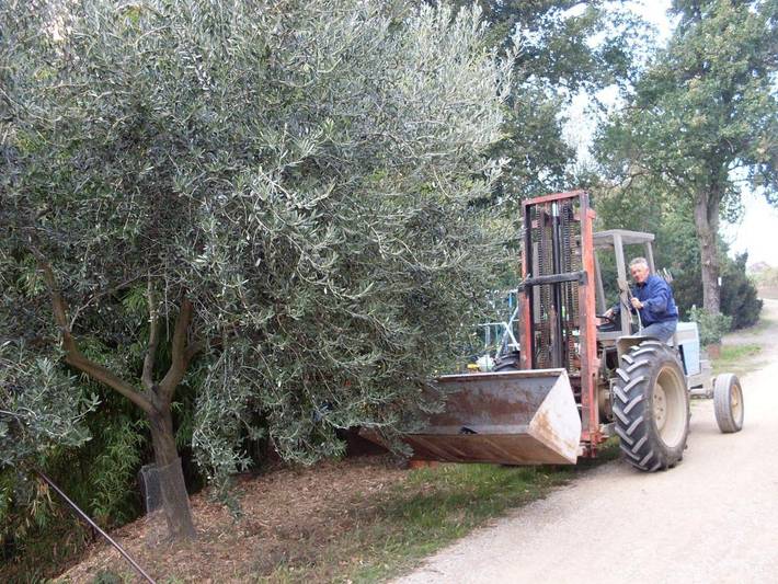 Gîte pour 3 personnes, avec Jardin à Imola - 4