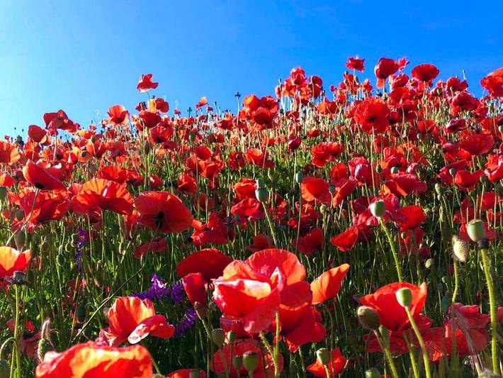 Ferienwohnung für 4 Personen, mit Garten in Rappin
