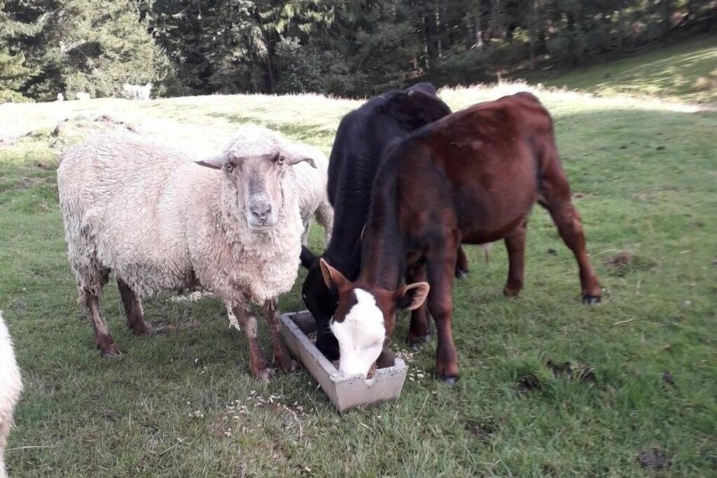 Das kleine rote Schulhaus Bed and Breakfast - Five Forks, Oamaru in Waitaki District
