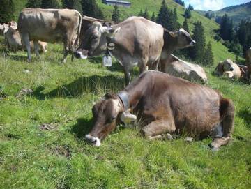Bauernhof für 6 Personen in Au, Lechquellengebirge, Bild 3