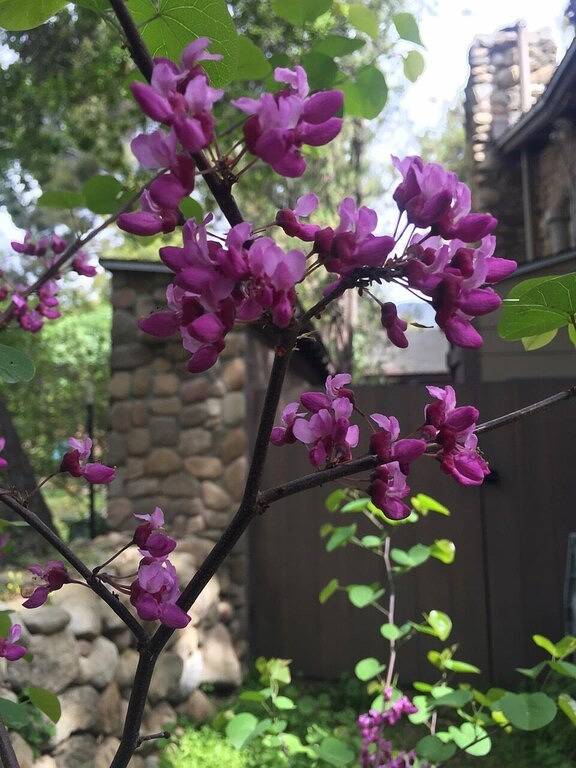 Ojai Garden Cottage - Klassisch, ruhig - und doch in der Stadt - überall spazieren! in Ojai, Ventura County