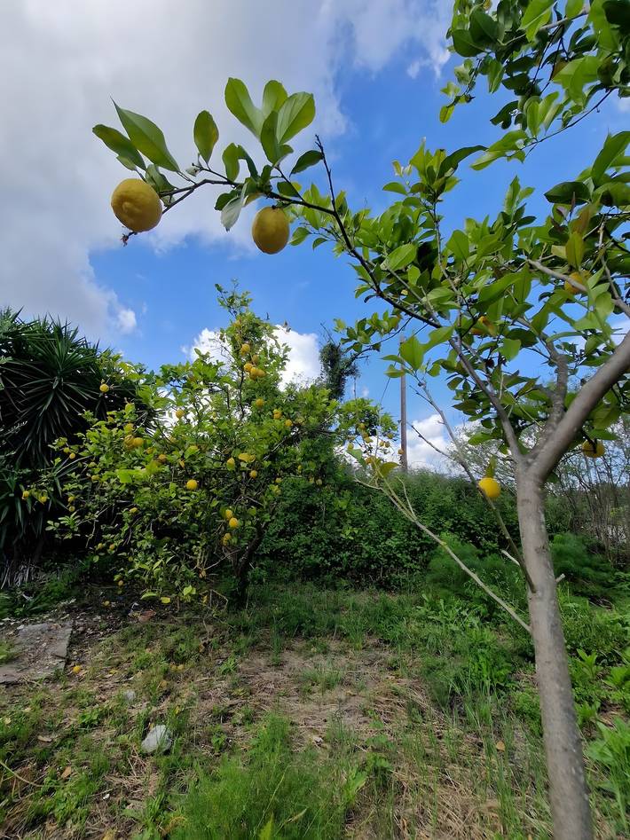 Bungalow für 3 Personen, mit Balkon und Garten auf Kreta - 4