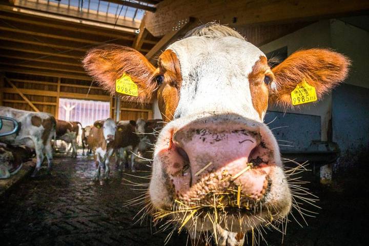 Ferienwohnung für 7 Personen, mit Garten in Altenmarkt im Pongau - 3