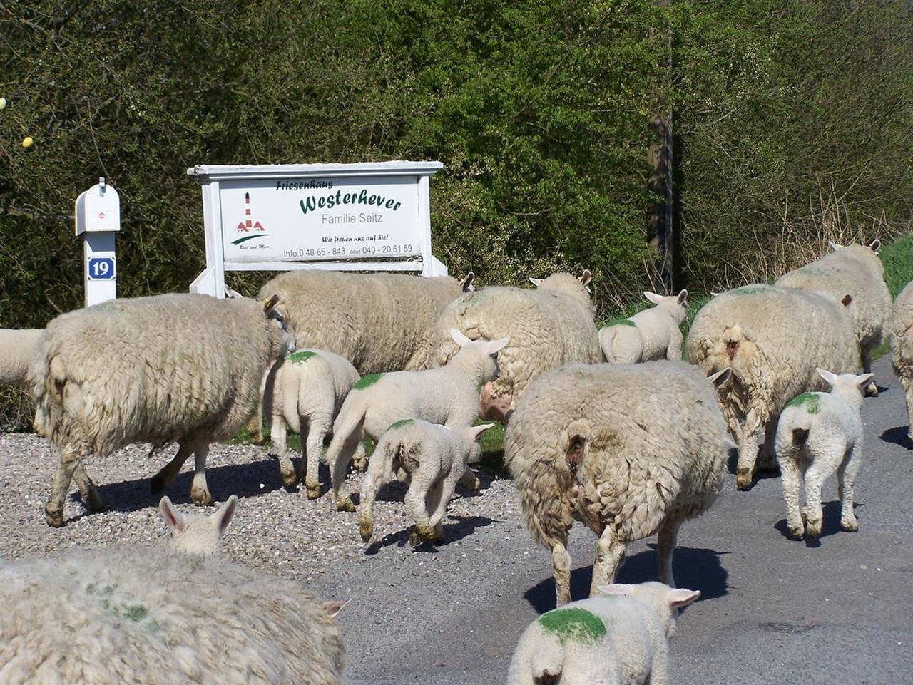 Ganze Ferienwohnung, Friesenhaus Westerhever in Westerhever, Eiderstedt