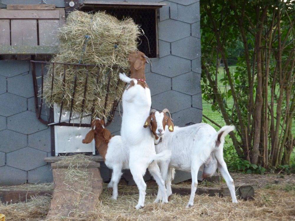 Bauernhof Schneidmühle - Haferkiste in Ellenhausen, Westerwald