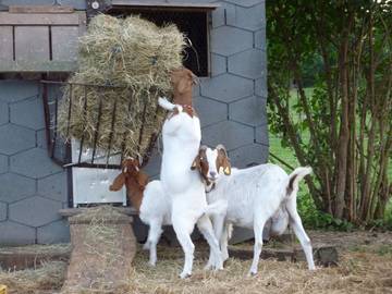 Bauernhof für 6 Personen in Ellenhausen, Westerwald, Bild 4